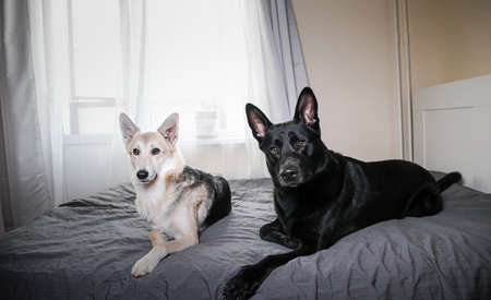 Big black dog and multicolored shepherd dog resting on bed and looking at camera at homeの写真素材