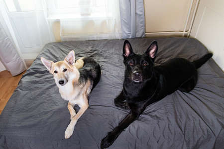 Big black dog and multicolored shepherd dog resting on bed and looking at camera at homeの写真素材