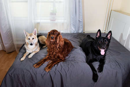 Different purebred dogs lying in row on cozy bed at home watching over bedroom and looking at camera at homeの写真素材