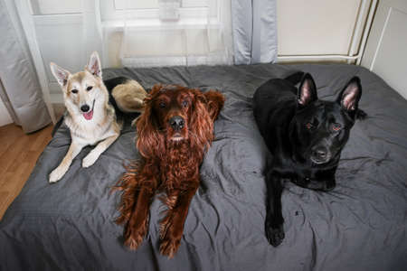 Different purebred dogs lying in row on cozy bed at home watching over bedroom and looking at camera at homeの写真素材
