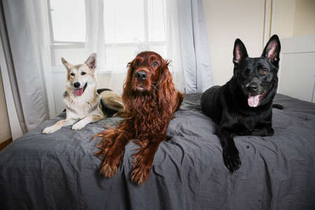 Different purebred dogs lying in row on cozy bed at home watching over bedroom and looking at camera at homeの写真素材