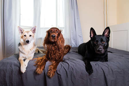 Different purebred dogs lying in row on cozy bed at home watching over bedroom and looking at camera at homeの写真素材