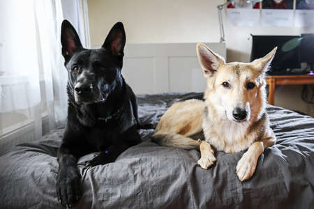Big black dog and multicolored shepherd dog resting on bed and looking at camera at homeの写真素材