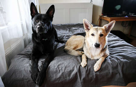 Big black dog and multicolored shepherd dog resting on bed and looking at camera at homeの写真素材
