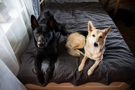 Big black dog and multicolored shepherd dog resting on bed and looking at camera at homeの写真素材