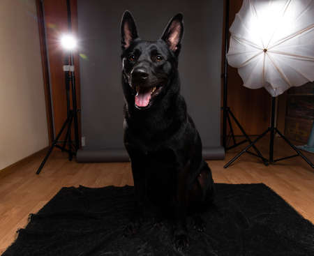Friendly big black dog sitting on floor and looking at camera while having photo session at homeの写真素材
