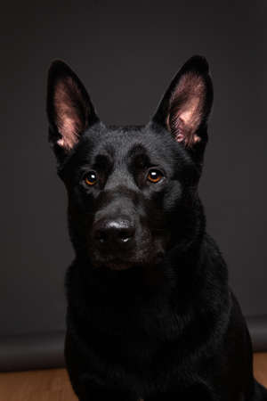 Neb of composed black smooth coated dog with big eras looking at camera on grey backgroundの写真素材