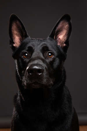 Neb of composed black smooth coated dog with big eras looking at camera on grey backgroundの写真素材