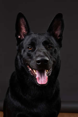 Neb of composed black smooth coated dog with big eras looking at camera on grey backgroundの写真素材