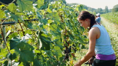 Medium shot of Women cutting grapes of red wine during the harvesting process in a vineyard. Women cutting grapes during the harvesting process. Slow motion. Erbusco, Italy - September 25, 2019のeditorial素材