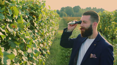 Man on vineyard with special instrument. Side view of elegant bearded man using refractometer standing on green vineyard and checking sugar of grapesの写真素材