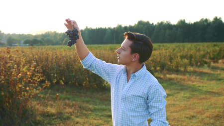 Man testing ripening of grapes. Side view of young man in shirt holding bunch of grapes and exploring its quality in natureの写真素材