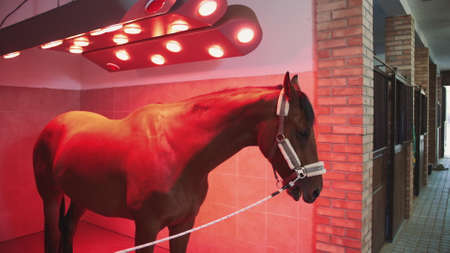 Horse under infrared lamp. Beautiful chestnut dog standing under infrared lamp getting suntan and warmth.の写真素材