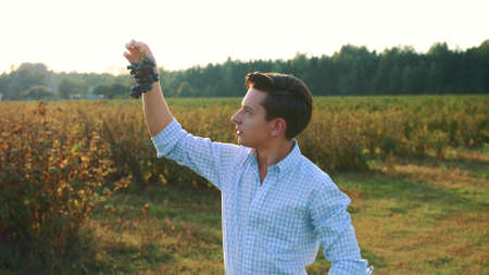 Man testing ripening of grapes. Side view of young man in shirt holding bunch of grapes and exploring its quality in natureの写真素材