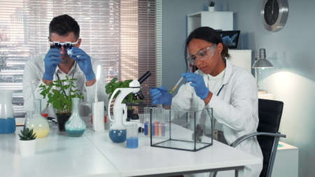 Black research scientist dropping chemical liquid on plant leaf and then giving it to the hamster....
