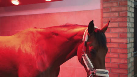 Horse under infrared lamp. Beautiful chestnut dog standing under infrared lamp getting suntan and warmth.の写真素材