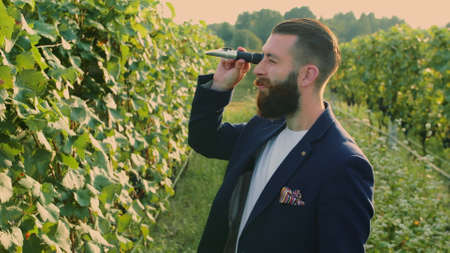 Man on vineyard with special instrument. Side view of elegant bearded man using refractometer standing on green vineyard and checking sugar of grapesの写真素材