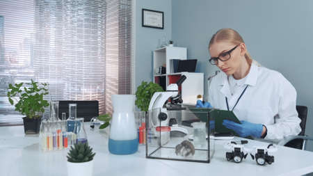 Experiment on hamster in modern lab: scientist observing animal behavior and making notes. On her working table there are also different tubes, microscope and magnifying eyeglasses.の写真素材