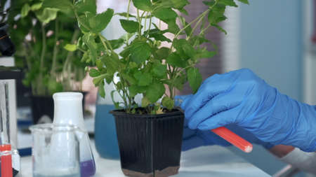 Close-up of scientist hands in safety glasses adding liquid to the plant in pot. There are different test-tubes and microscope on the table.の写真素材