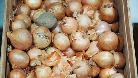 Close-up of counter with onions. Organic food conceptの写真素材