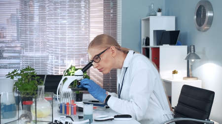 In modern research laboratory: female scientist using pipette to drop sample on slide and looking into microscope. There are different instruments and lab hamster on her table.の写真素材