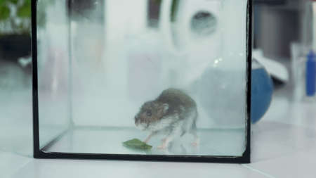 Close-up of lab mouse in smoke in glass container. Providing experiment in modern chemistry...