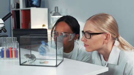 Close-up of female mixed race scientists making experiment with hamster by dropping it a doze of special liquid. Then they observing animals behavior.の写真素材