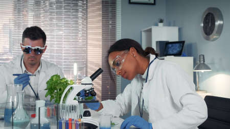 In modern research laboratory black female scientist looking at organic material under microscope while her collegue working in magnifying eyeglasses.の写真素材