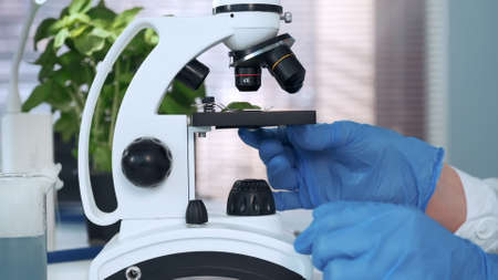 Close-up of hands in lab gloves putting plant leaf under the stage clips of microscope for the research in light laboratory. Panning shot.の写真素材