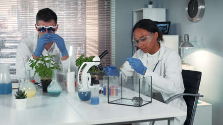 Black female scientist dropping fertilizer on leaf and giving to the hamster in chemistry lab while her collegue providing some other experiment.の写真素材