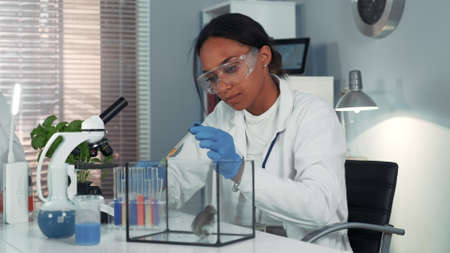 Mixed race research scientist providing experiment with lab mouse by giving it some doze of medicine. Woman is in safety glasses working in bright chemistry laboratory.の写真素材