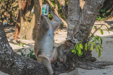 Funny Monkey Drinking beer On Beach under a tree. A monkey took a beer from our group and started...