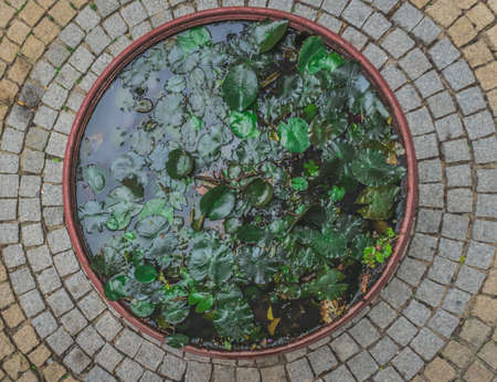 Garden decoration in a cottage garden, pond with water lily. Nha Trang, Vietnamの写真素材