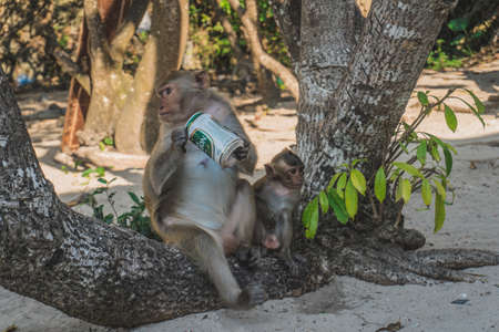 Funny Monkey Drinking beer On Beach under a tree. A monkey took a beer from our group and started drinking it on the beach. Cat Ba, Vietnam - March 5, 2020.のeditorial素材