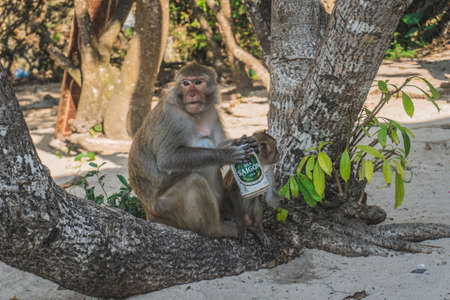 Funny Monkey Drinking beer On Beach under a tree. A monkey took a beer from our group and started drinking it on the beach. Cat Ba, Vietnam - March 5, 2020.のeditorial素材