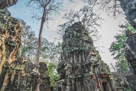 Huge Banyan Tree Ancient Angkor Wat Ruins Panorama Sunrise Asia. Angkor Temples Ta Prohm. Siem Reap, Cambodia - FEBRUARY 25, 2020のeditorial素材
