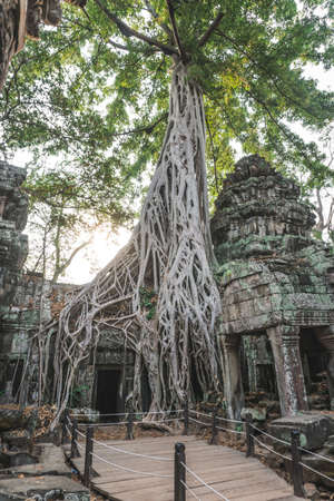 Huge Banyan Tree Ancient Angkor Wat Ruins Panorama Sunrise Asia. Angkor Temples Ta Prohm. Siem Reap, Cambodiaの写真素材
