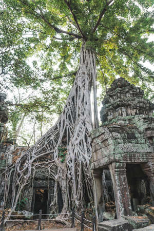 Huge Banyan Tree Ancient Angkor Wat Ruins Panorama Sunrise Asia. Angkor Temples Ta Prohm. Siem Reap, Cambodiaの写真素材