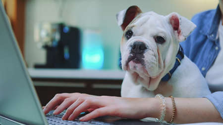 Woman working remotely on computer with bulldog puppy on her knees, sitting in the kitchen at home.の写真素材