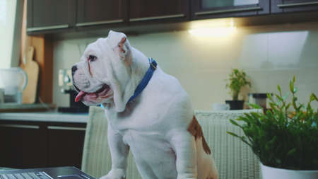 Close-up of a white english bulldog in the kitchen at home. In front there is a laptop.の写真素材