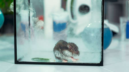 Experiment in modern chemistry laboratory: running smoke from flask into a glass container with mouse. In the background there are different flasks and test-tubes.の写真素材