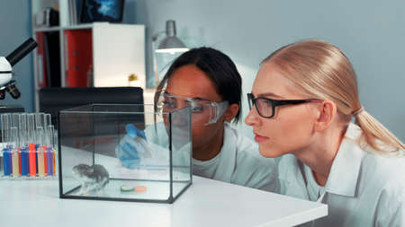 Close-up of female mixed race scientists making experiment with hamster by dropping it a doze of special liquid. Then they observing animals behavior.の写真素材