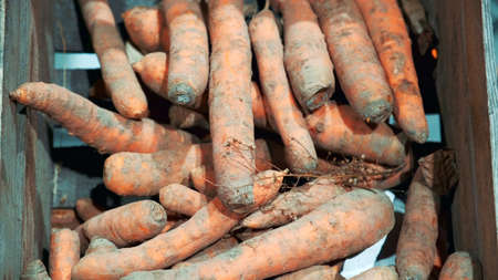 Close-up of counter with carrots. Organic food conceptの写真素材