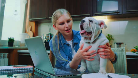 Blonde girl petting bulldog and speaking with it in the kitchen at home. In front there is a laptop.の写真素材