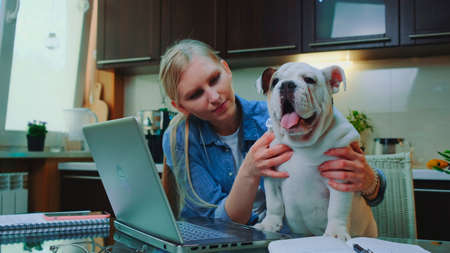 Blonde girl petting bulldog and speaking with it in the kitchen at home. In front there is a laptop.の写真素材