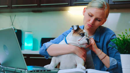 Pretty woman reading something on laptop and playing with cute bulldog, hugging it and sitting in the kitchen at home.の写真素材
