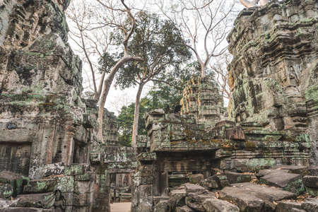 Huge Banyan Tree Ancient Angkor Wat Ruins Panorama Sunrise Asia. Angkor Temples Ta Prohm. Siem Reap, Cambodia - FEBRUARY 25, 2020のeditorial素材