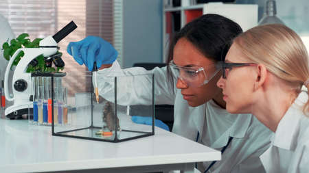 Two multiracial female scientists showing amazement during providing experiment with lab hamster. Black woman using pipette to drink animal with some liquid.の写真素材