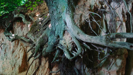 Zoom shot of exposed tree roots. Natural loess ravine.の写真素材