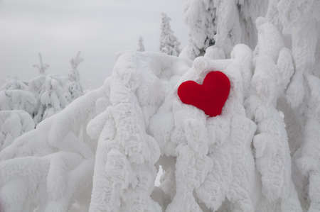 A lonely heart on snow